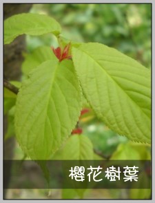 櫻花樹葉