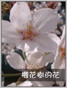 櫻花樹的花