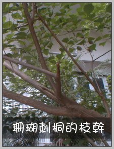 珊瑚刺桐的枝幹