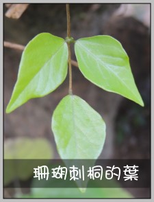 珊瑚刺桐的葉