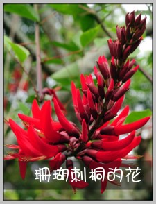 珊瑚刺桐的花