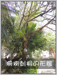 珊瑚刺桐的形態