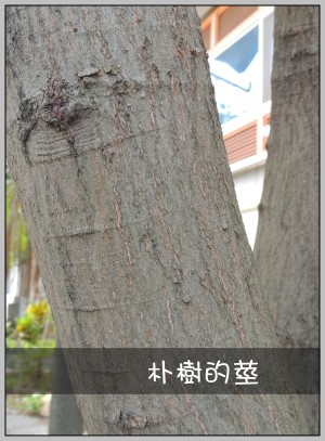 朴樹的莖