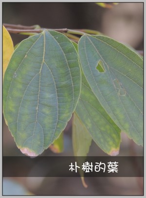 朴樹的葉