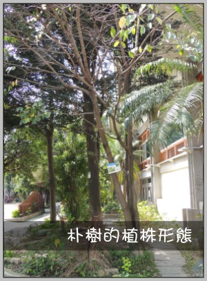 朴樹的植株形態