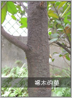 福木的莖