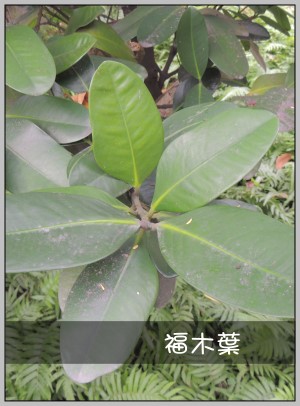 福木葉