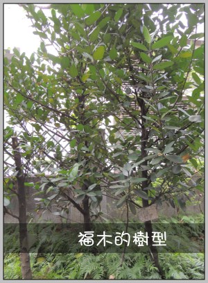 福木的樹型