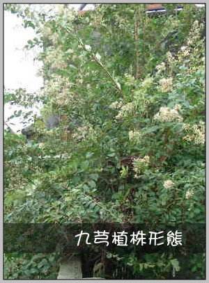 九芎植株形態