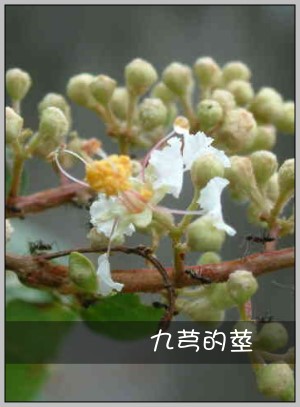 九芎的莖